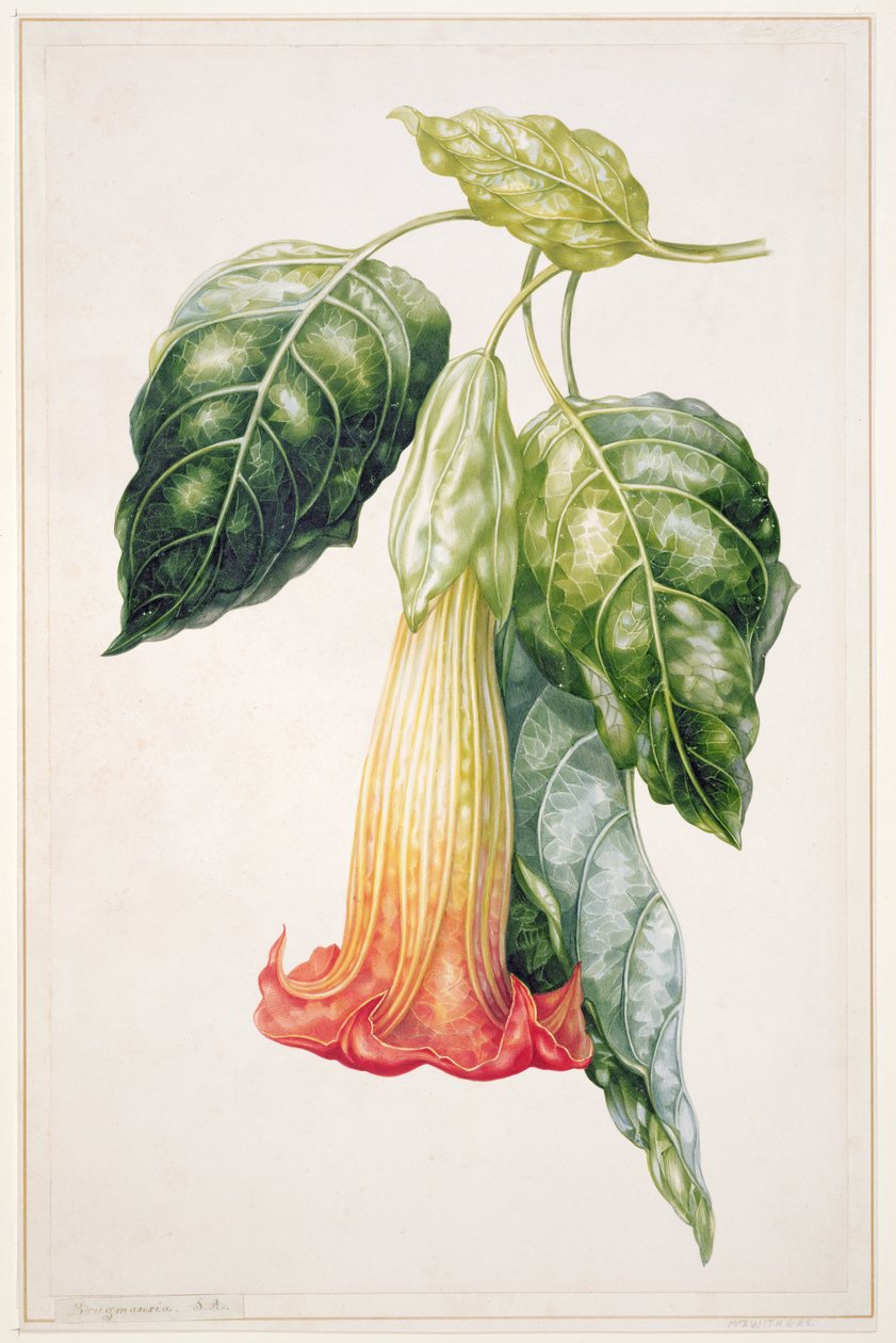 PD.993-1973 Trn Apple květ z Ekvádoru, Datura rosei (kvaš) od Augusta Innes Withers