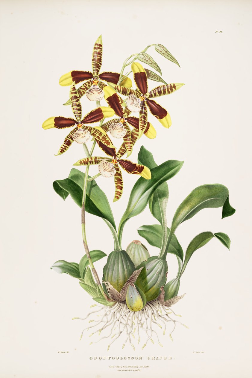 velké Rossioglossum od Augusta Innes Withers