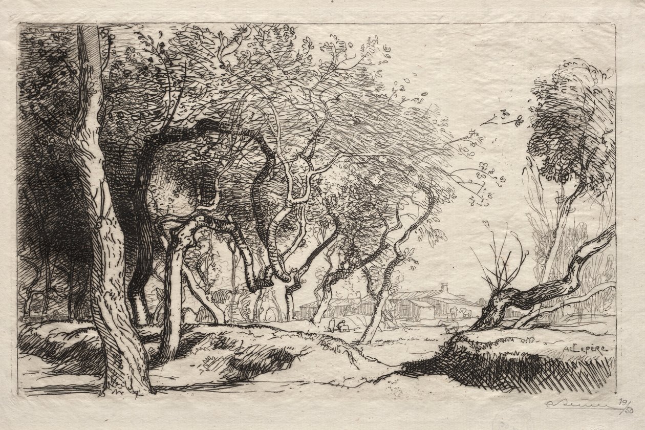 Twisted Tree, 1915. od Auguste Louis Lepère
