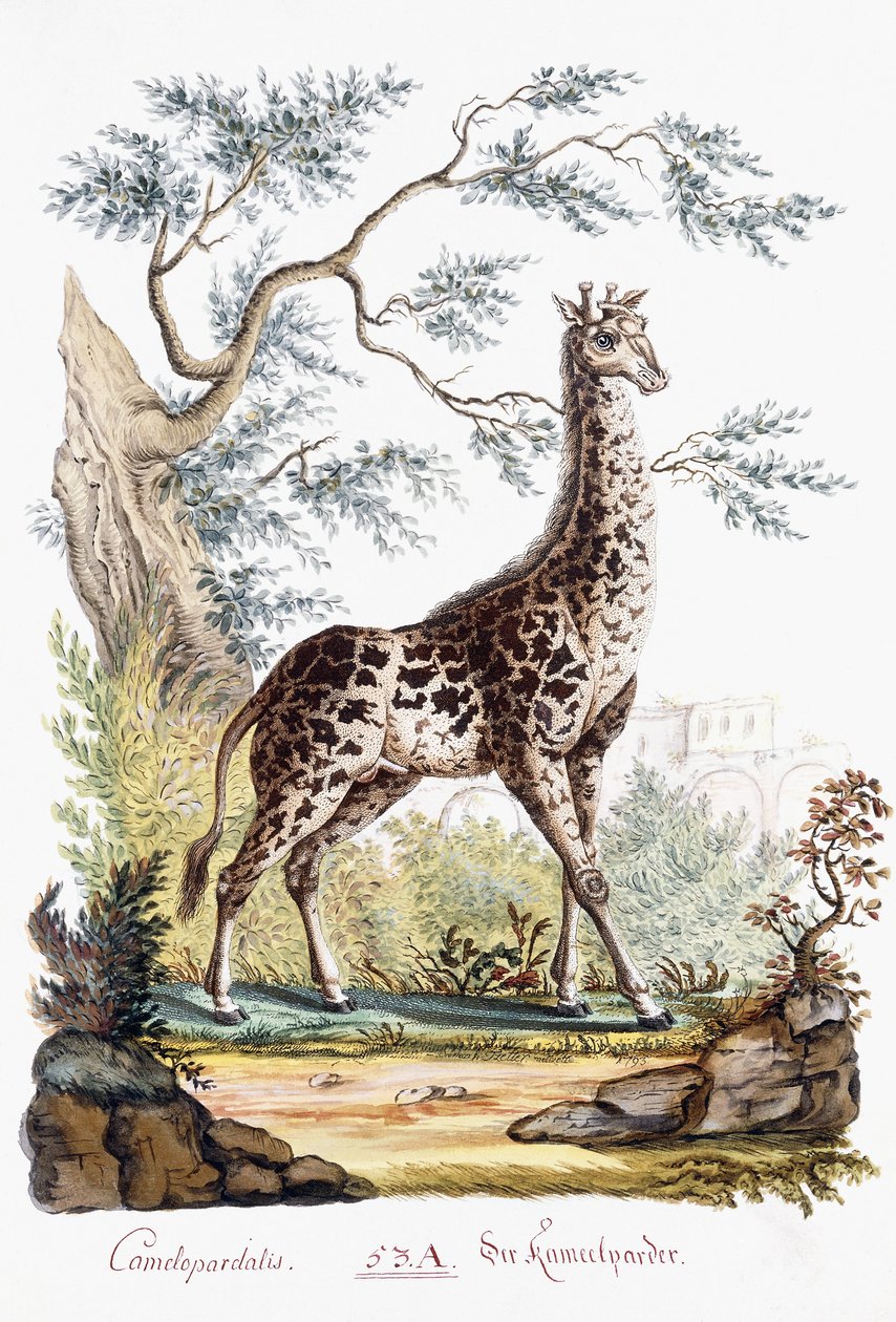 Žirafa, 1794 od Austrian School