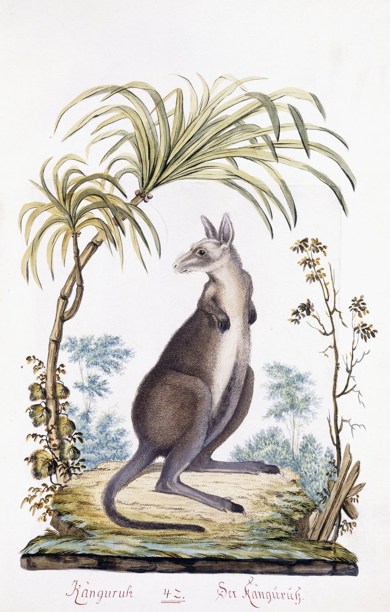 Klokan, 1794 od Austrian School