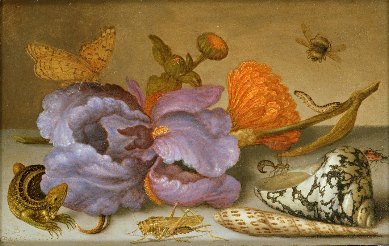 Zátiší zobrazující květiny, mušle a hmyz (olej na mědi) (pár viz 251378) od Balthasar van der Ast