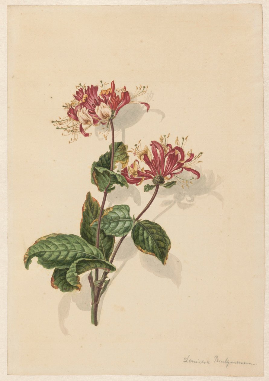 Větev divokého zimolezu (Lonicera periclymenum) od Barend Hendrik Thier