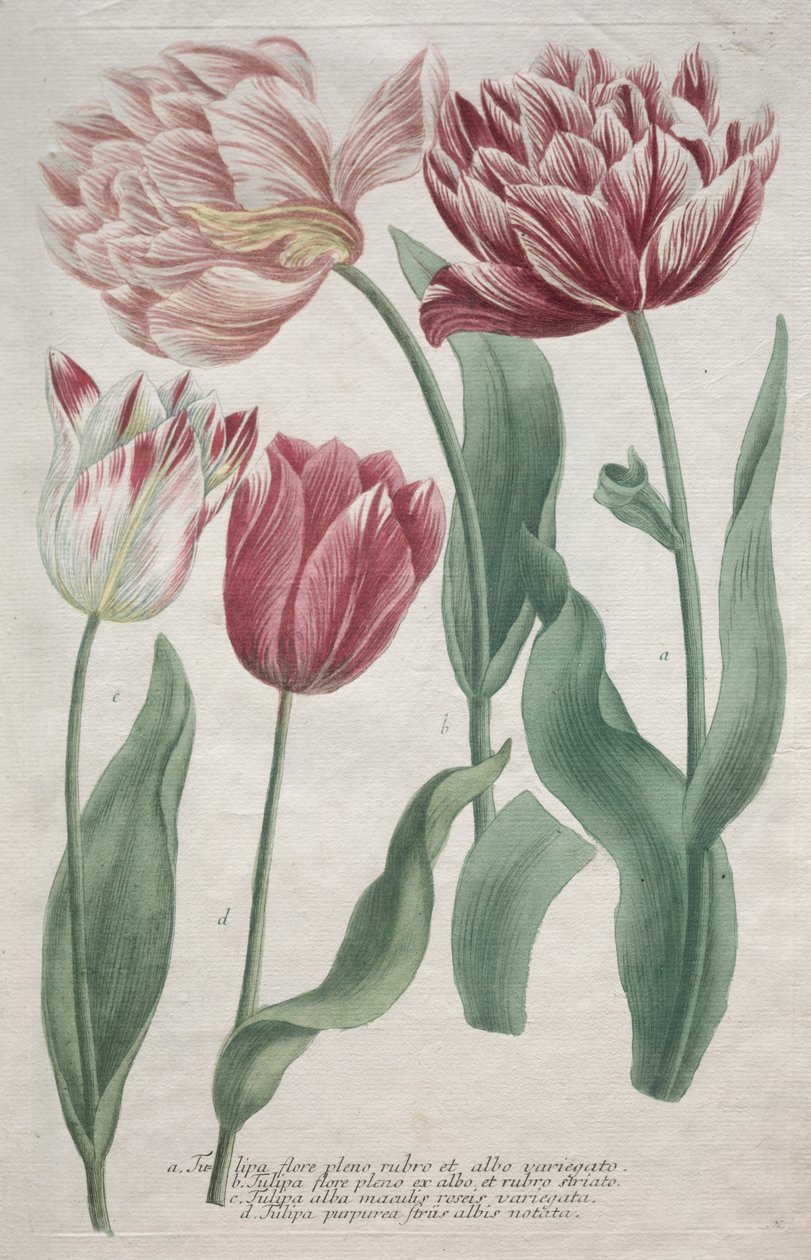 tulipány od Bartholomaus Seutter