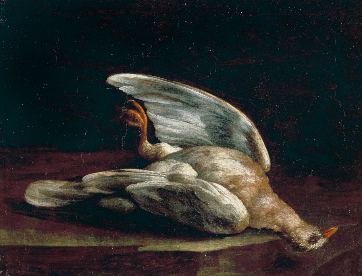 holub hřivnáč od Bartolomeo Bimbi