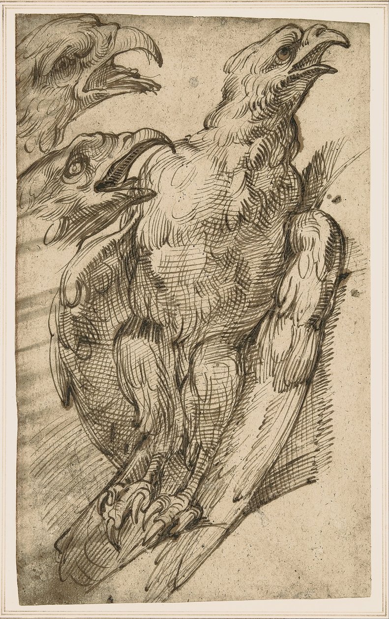 Studium orla od Bartolomeo Passarotti