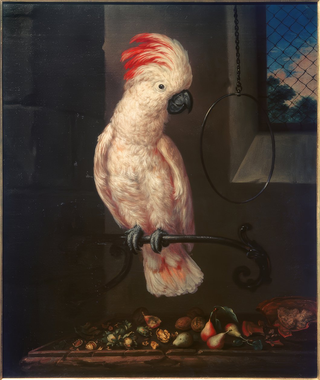 Bílý papoušek od Bartolomeo Bimbi