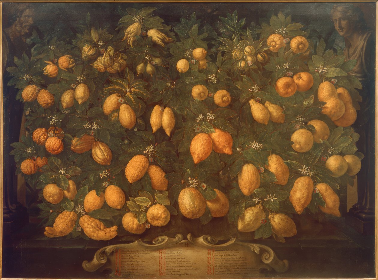 Citrusové plody od Bartolomeo Bimbi