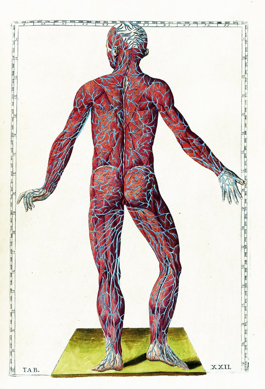 Tabulae anatomicae od Bartolomeo Eustachi