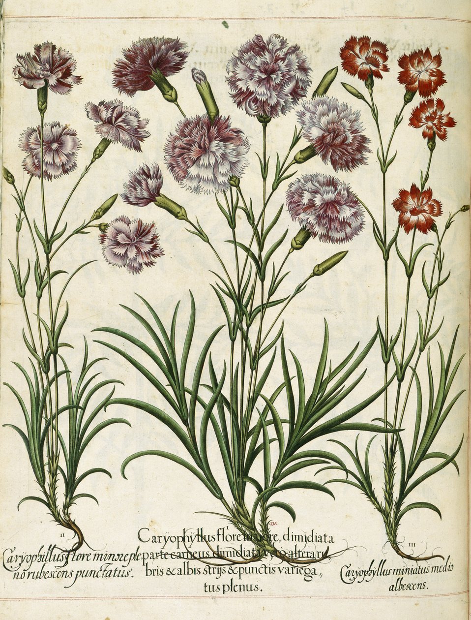 Caryophyllus, z 