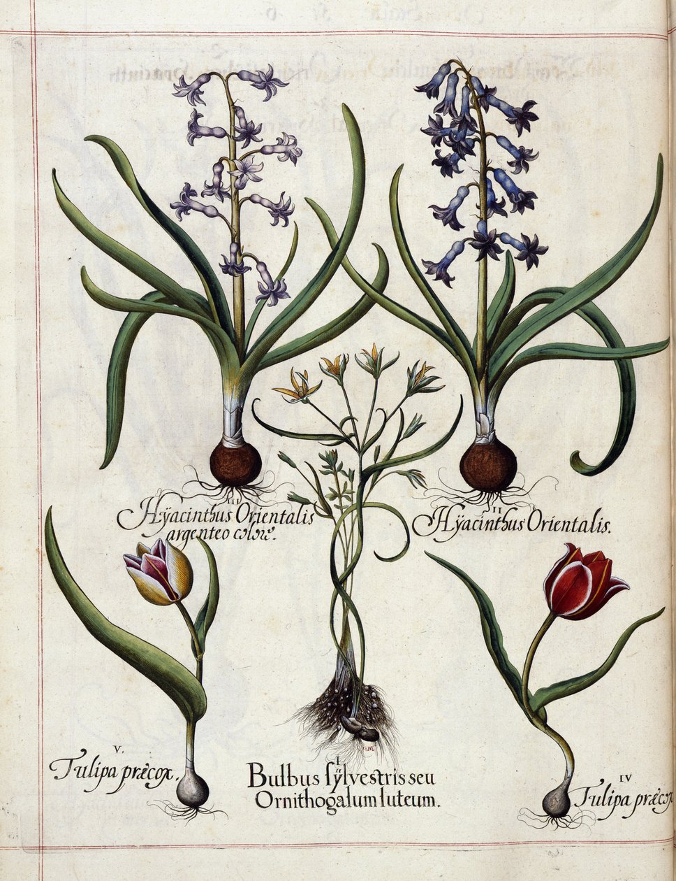 Hyacint a tulipán z 