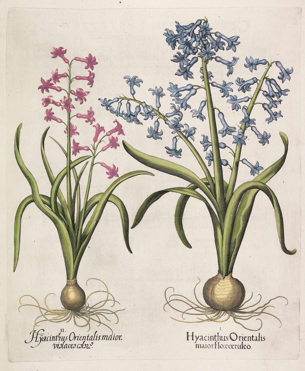 Hyacinthus orientalis, 1613. od Basilius Besler
