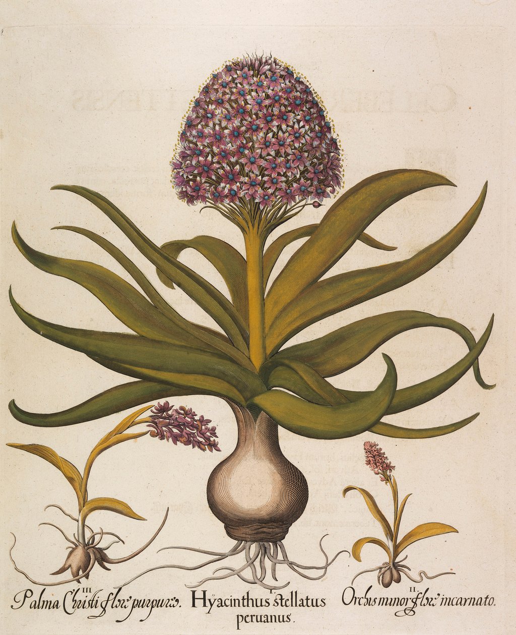 Hyacinthus stellatus, 1613. od Basilius Besler