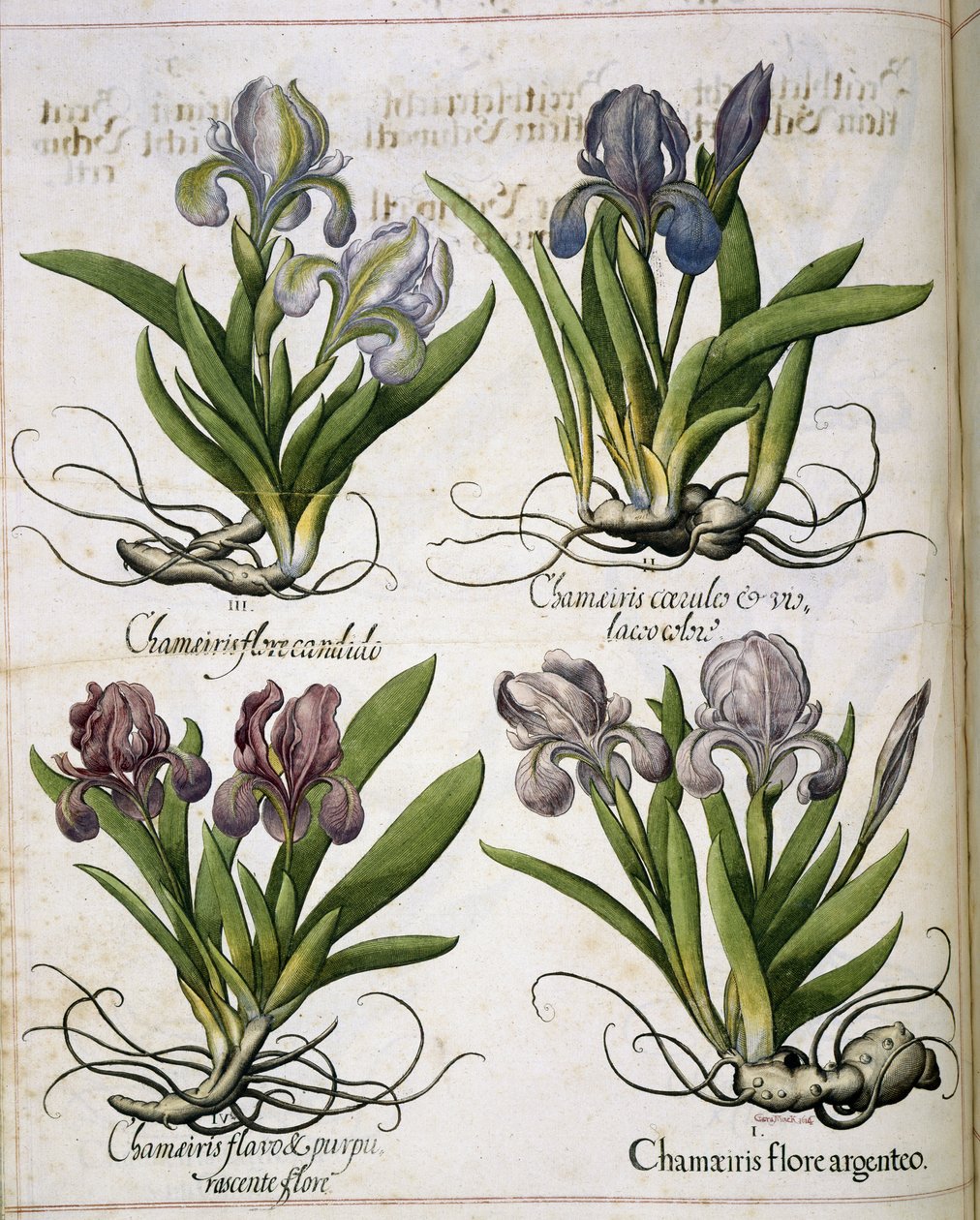 Iris, z 