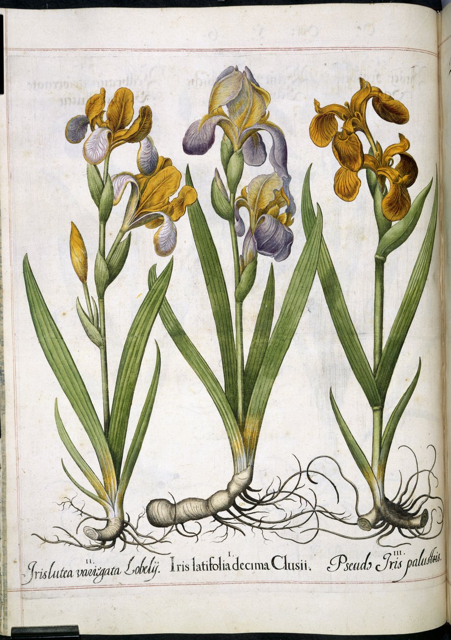 Iris, z 