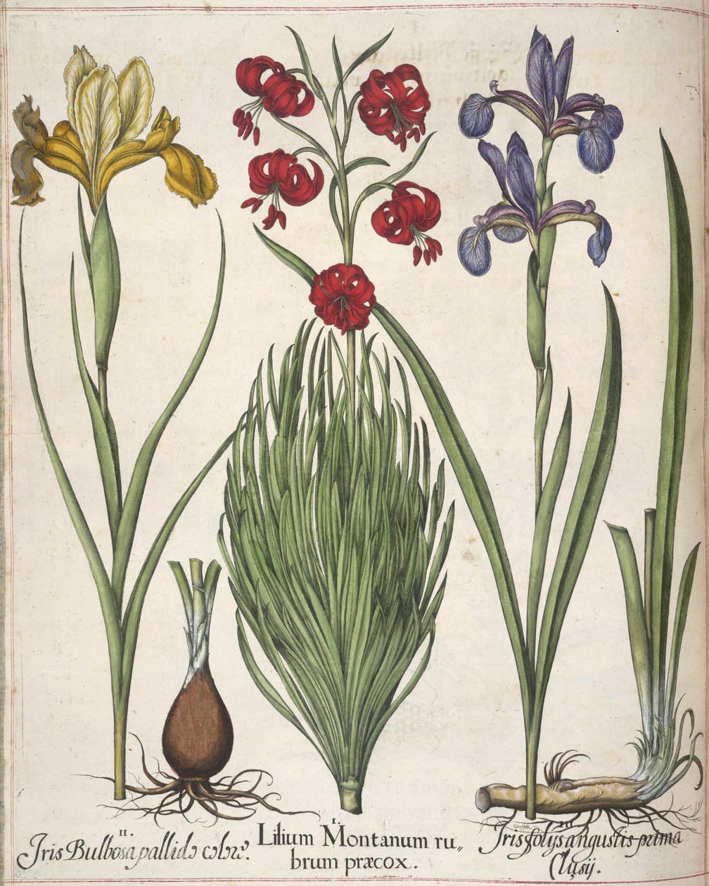 Iris, z 