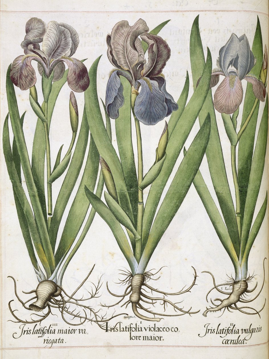 Iris, z 