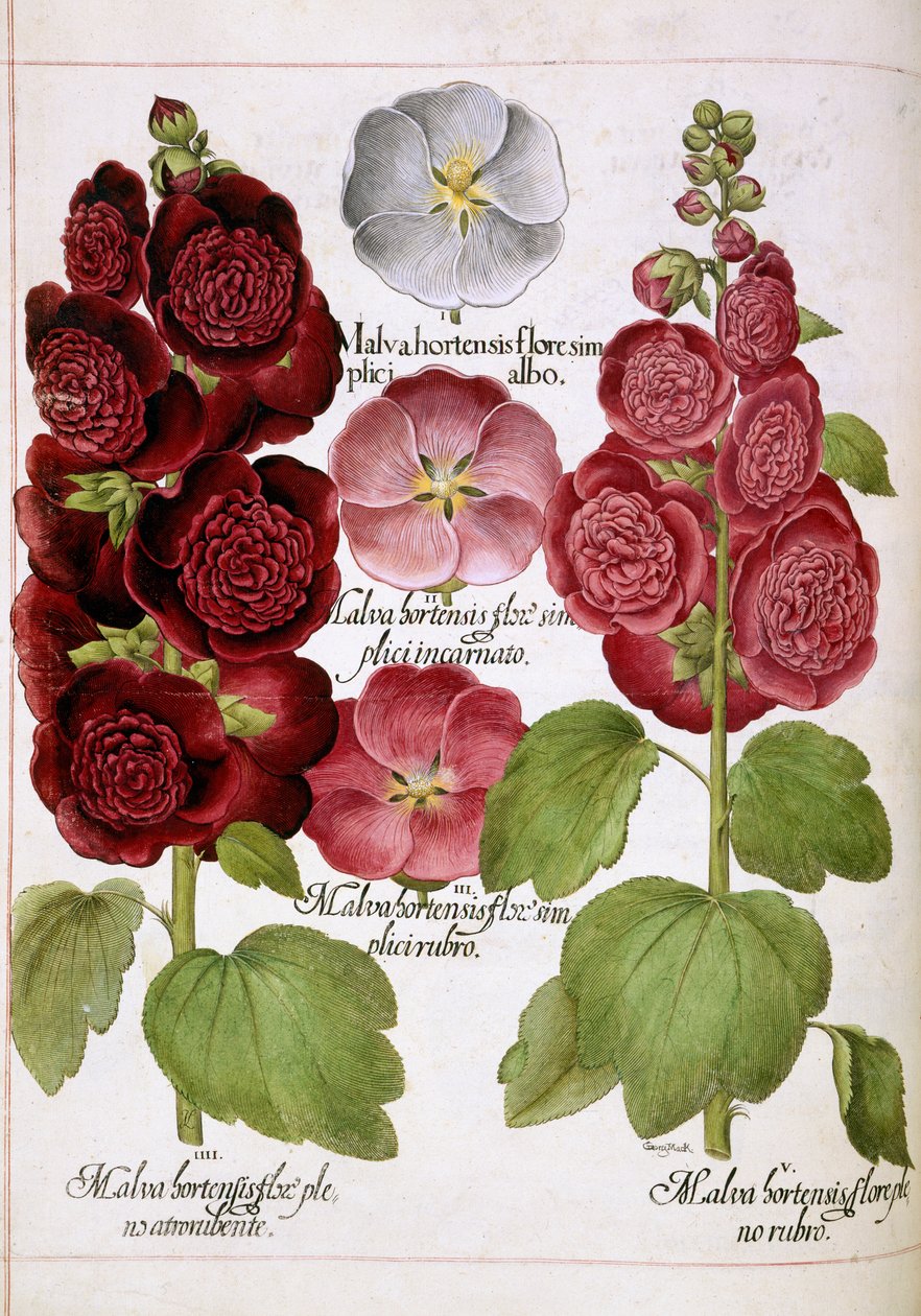 Malva Hortensis, z 
