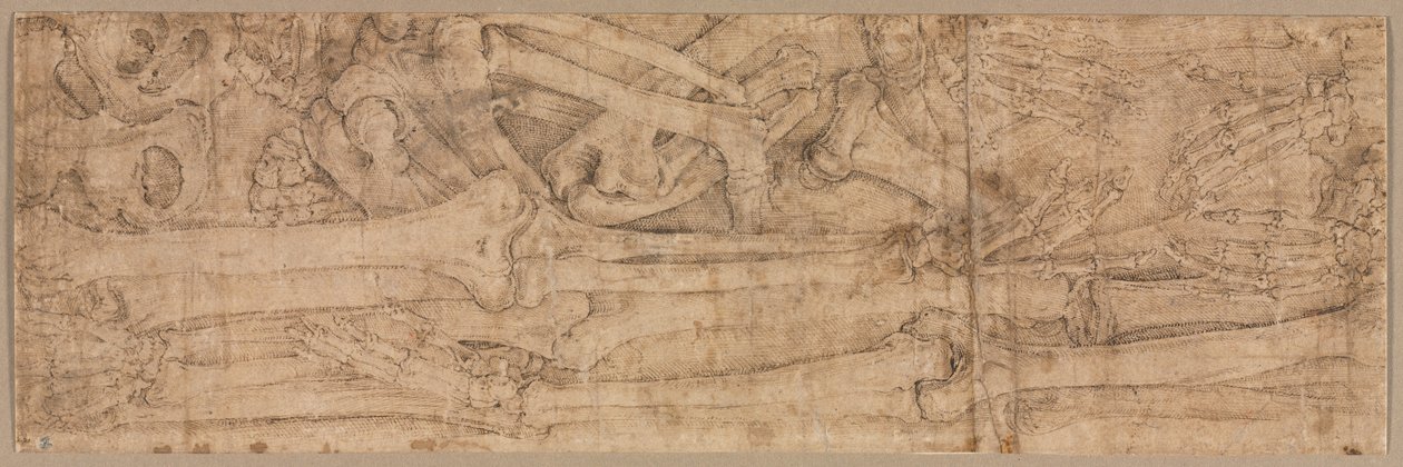 Arm Bones, počátek 40. let 16. století. od Battista Franco