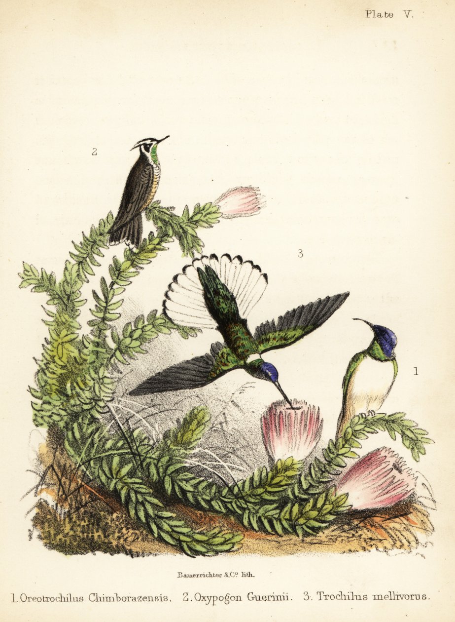 Druhy kolibříků. 1855 (litografie) od Bauerrichter