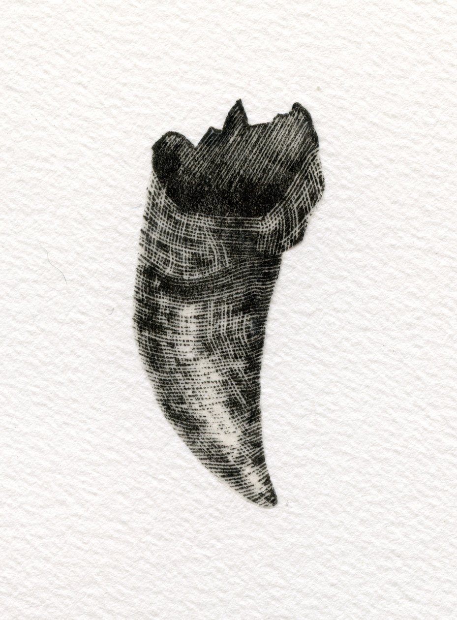 Kočičí zub, 2014, (dřevoryt na papíře) od Bella Larsson