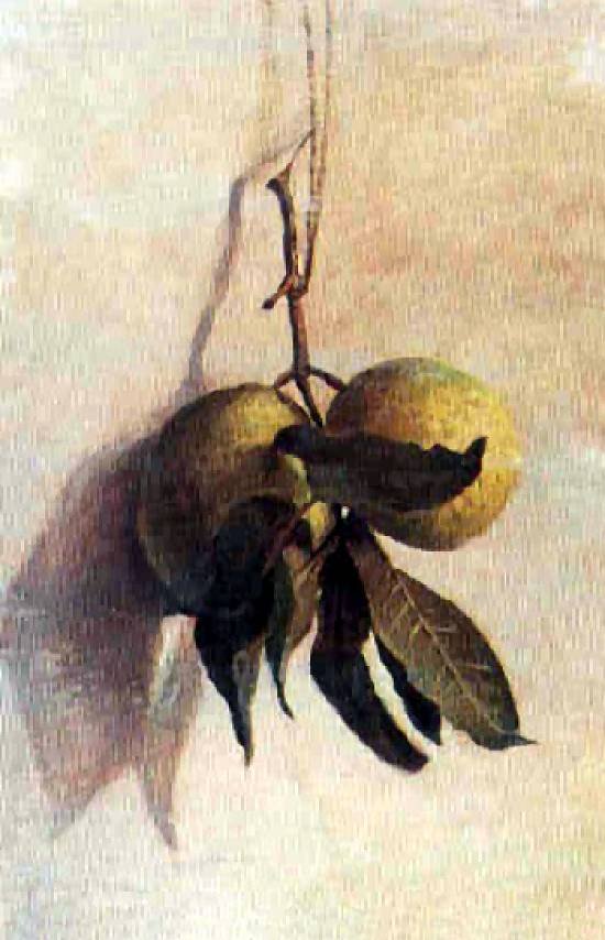 GuavanPortugues: Guavabasn od Benedito Calixto