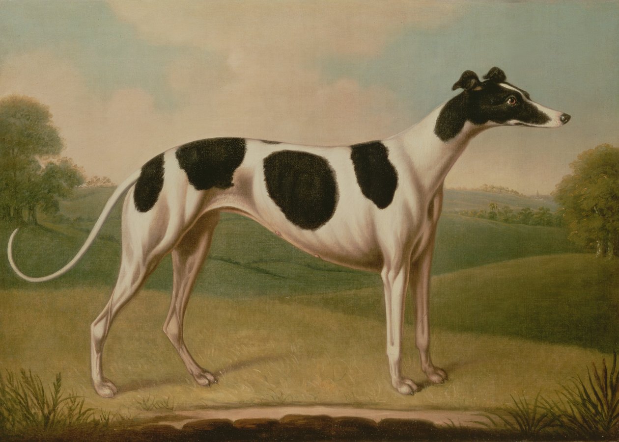 Greyhound, 1800 od Benjamin Killingbeck