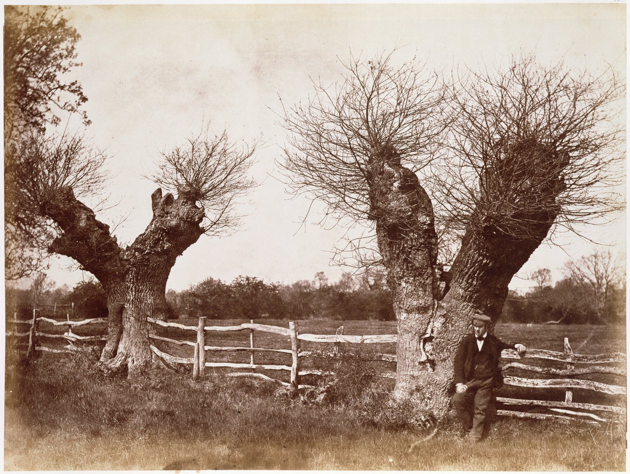 A Hedgerow Tree, 1852 (tisk alba) od Benjamin Brecknell Turner