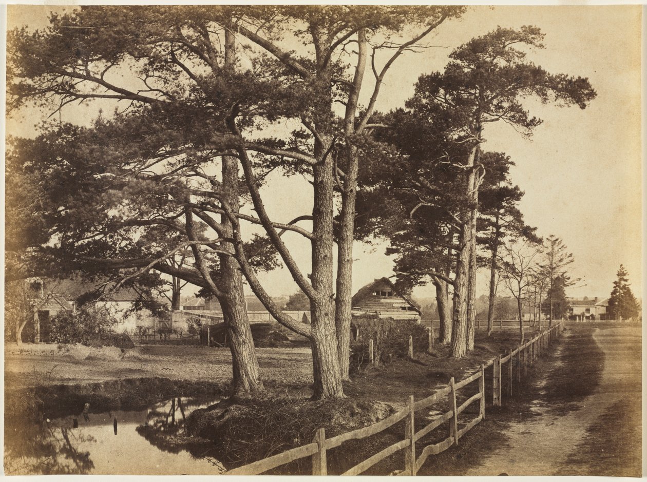 Scotch Firs, Hawkhurst od Benjamin Brecknell Turner