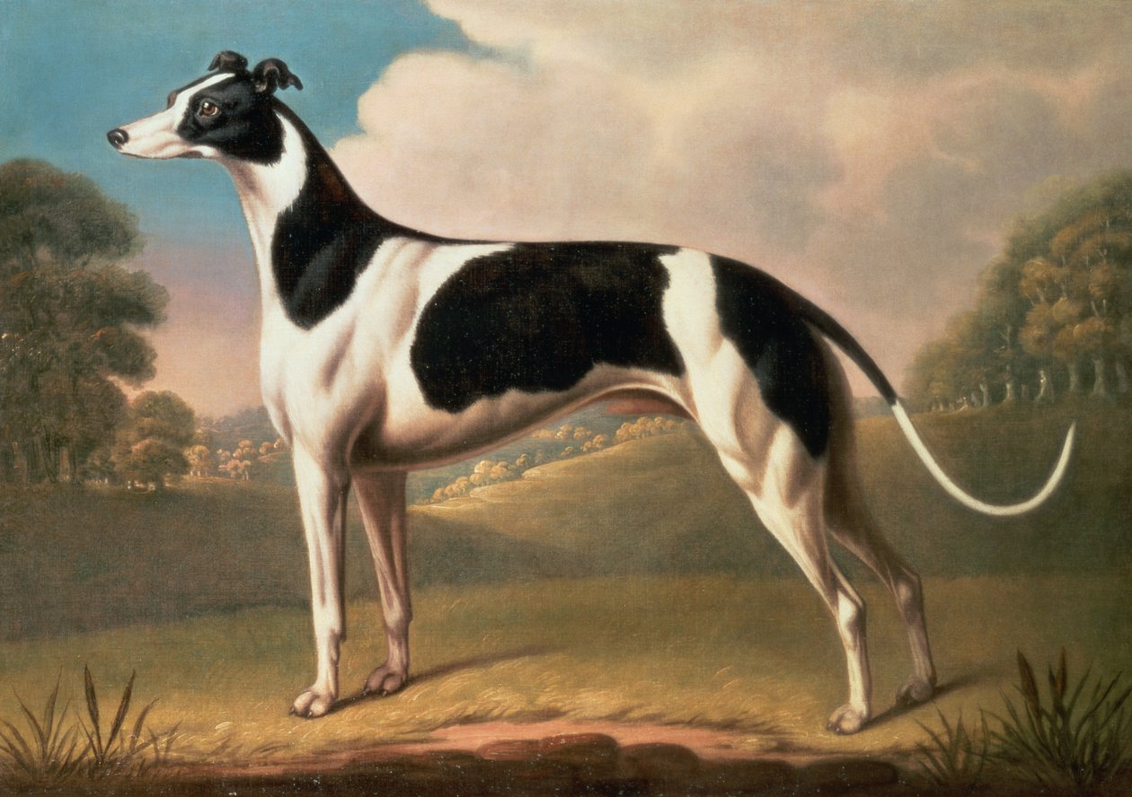 Greyhound, 1800 olej na plátně od Benjamin Killingbeck