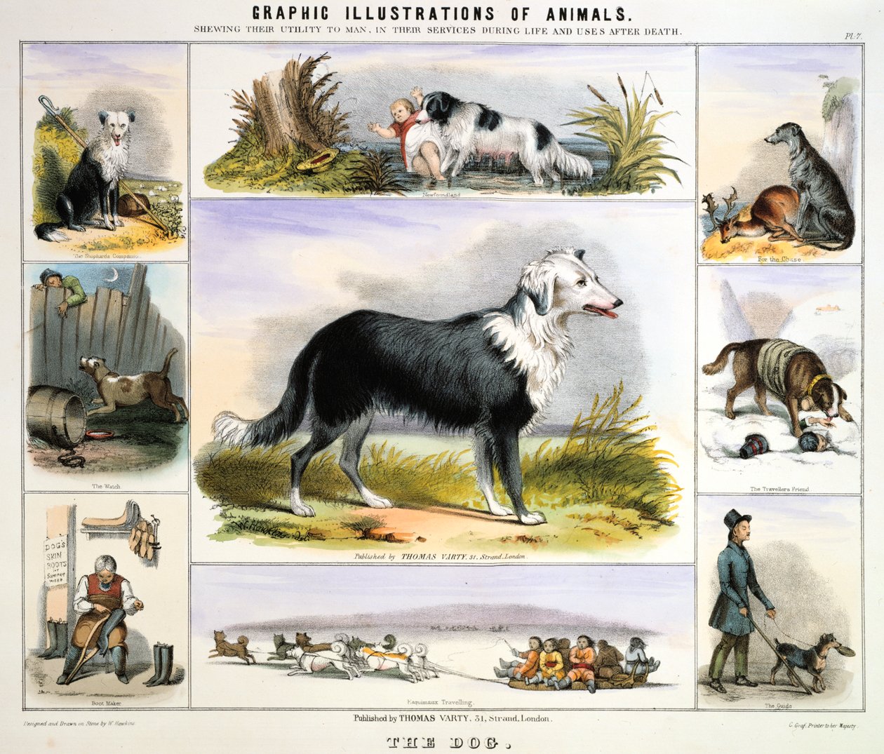 Pes, c1850 od Benjamin Waterhouse Hawkins