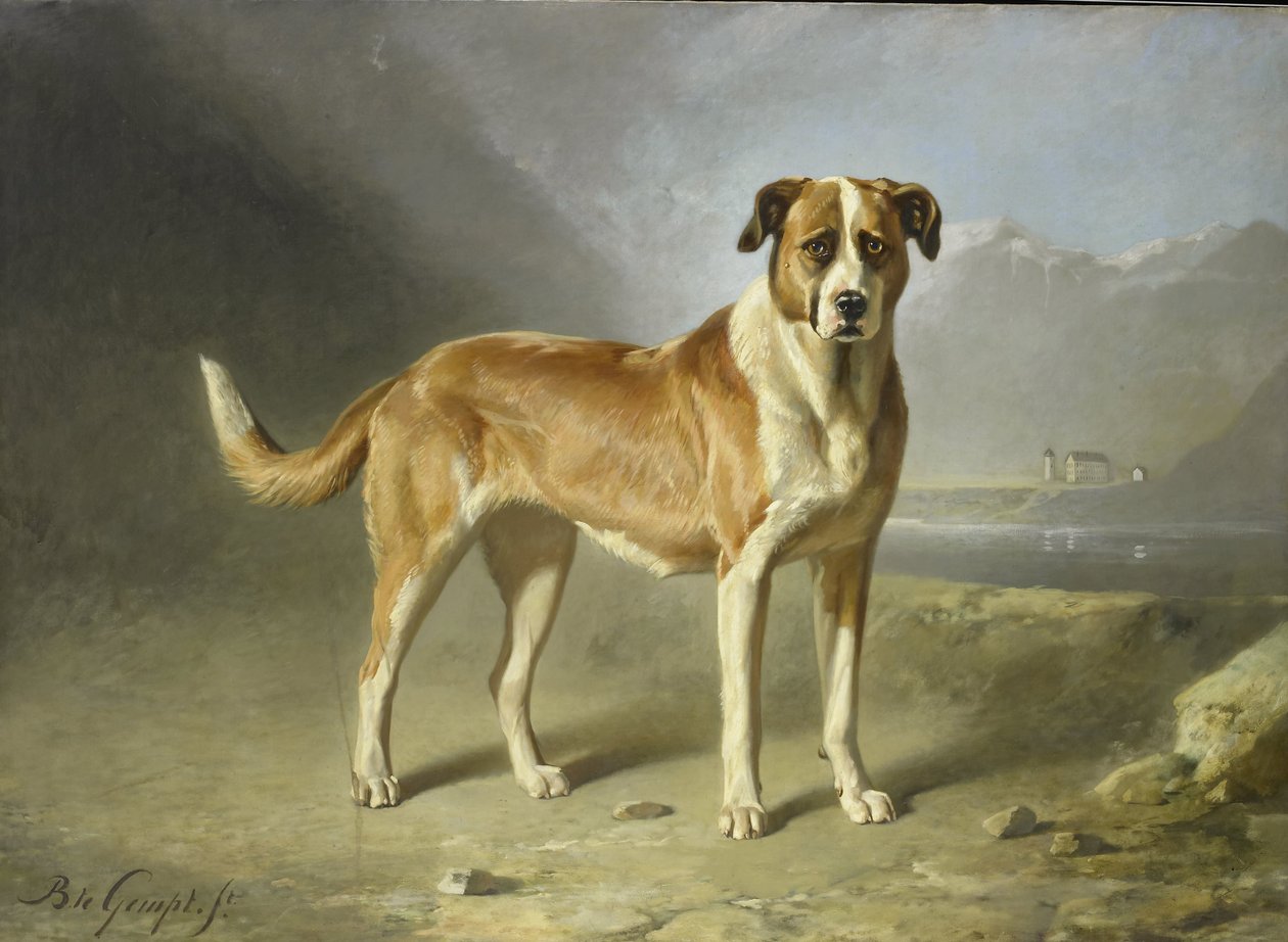 Pes svatého Bernarda od Bernard te Gempt