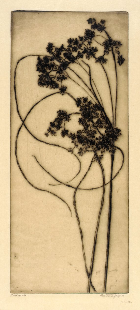 Woolgrass od Bertha E. Jaques