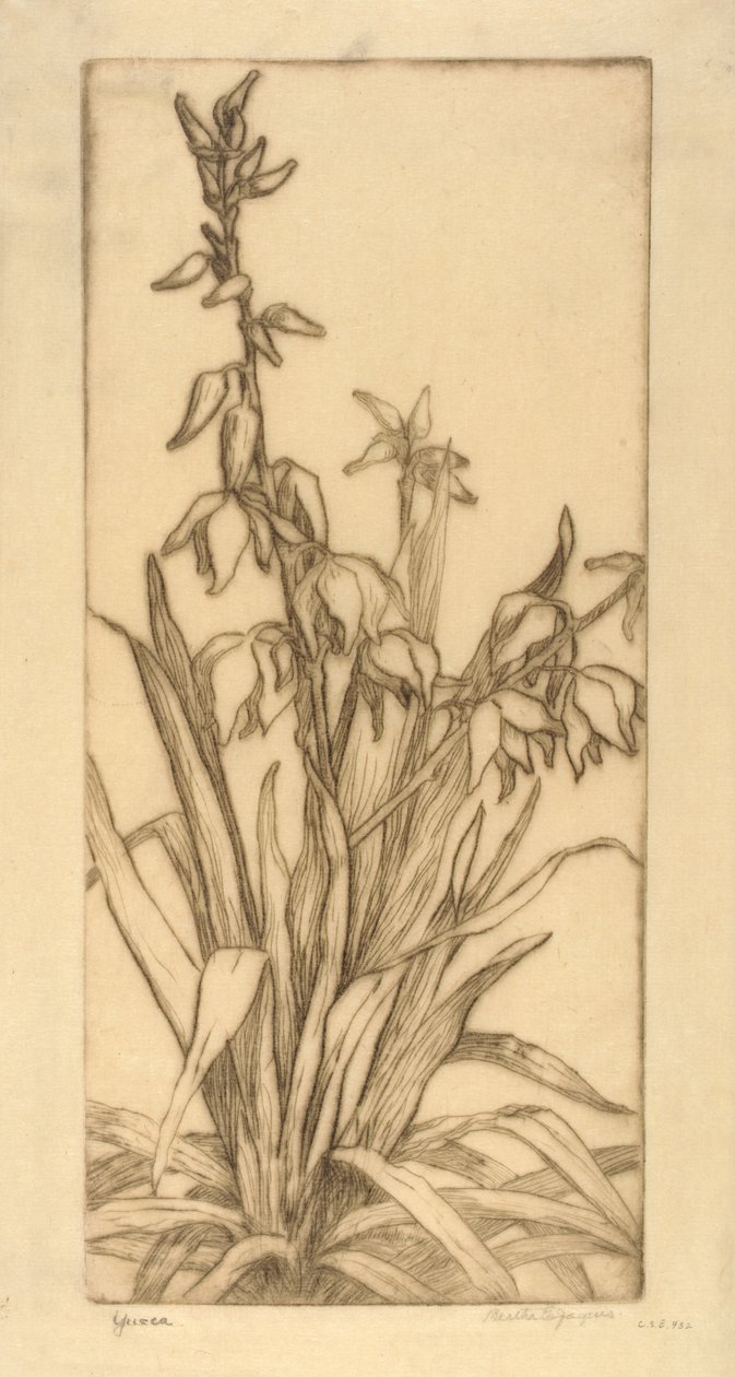 Yucca od Bertha E. Jaques