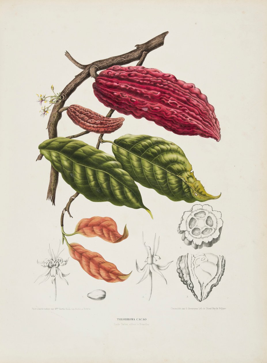 Theobroma, kakaovník, c1840-1890. od Berthe Hoola van Nooten