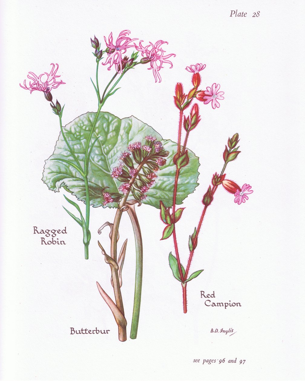 Butterbur, Ragged Robin, Red Campion, 1951 od Bessie D. Inglis