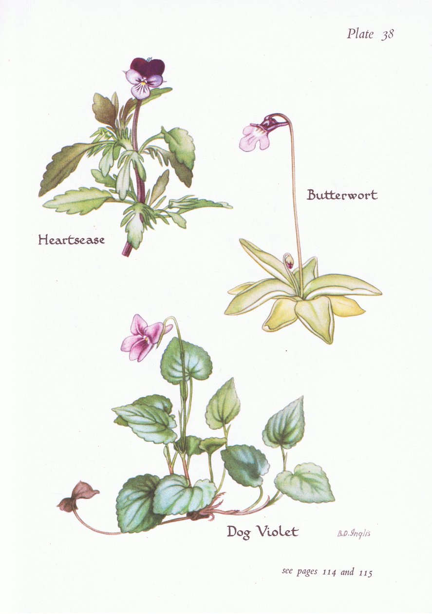 Heartsease, Pes Violet, Butterwort, 1951 od Bessie D. Inglis