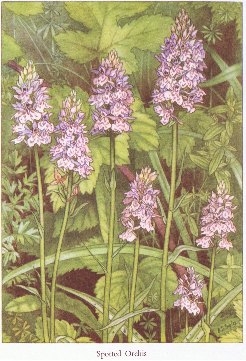 Orchis skvrnitý, 1951 od Bessie D. Inglis