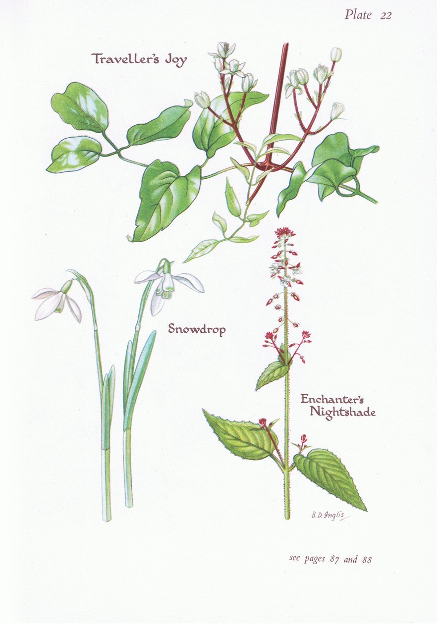 Travelers Joy, Enchanters Nightshade, Snowdrop, 1951 od Bessie D. Inglis