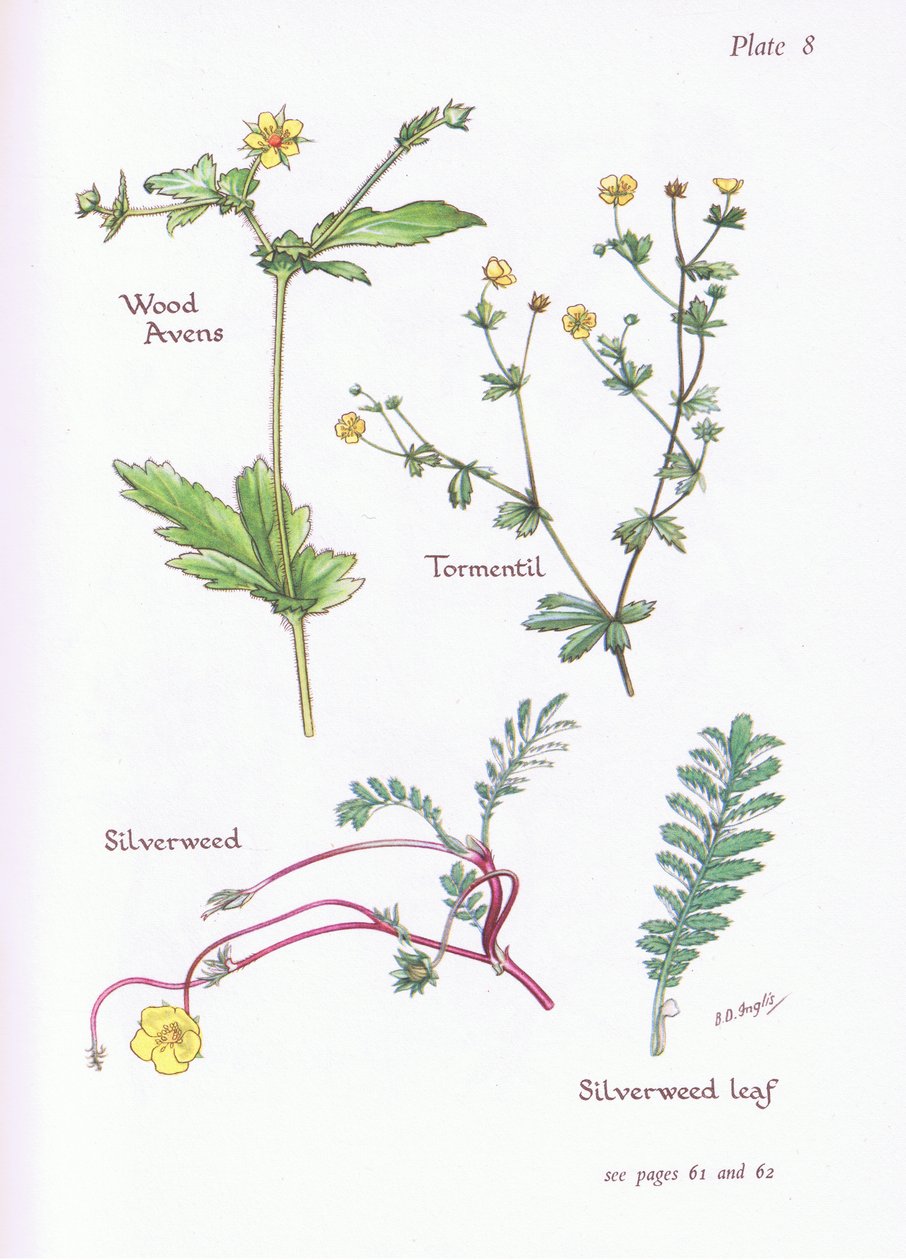 Wood Avens, Tormentil, Silverweed, 1951 od Bessie D. Inglis