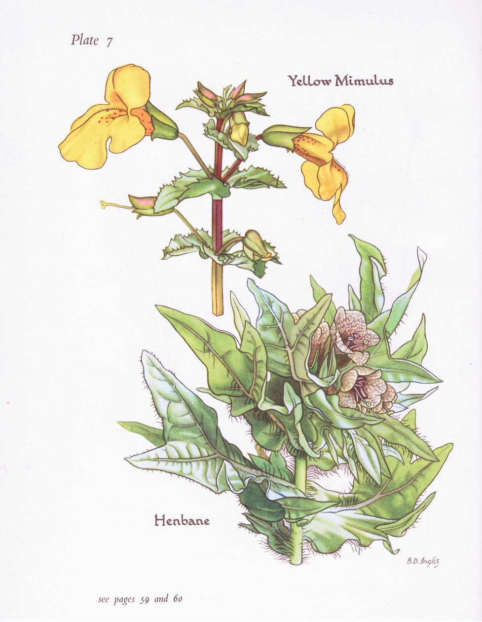 Yellow Mimulus, Henbane, 1951 od Bessie D. Inglis