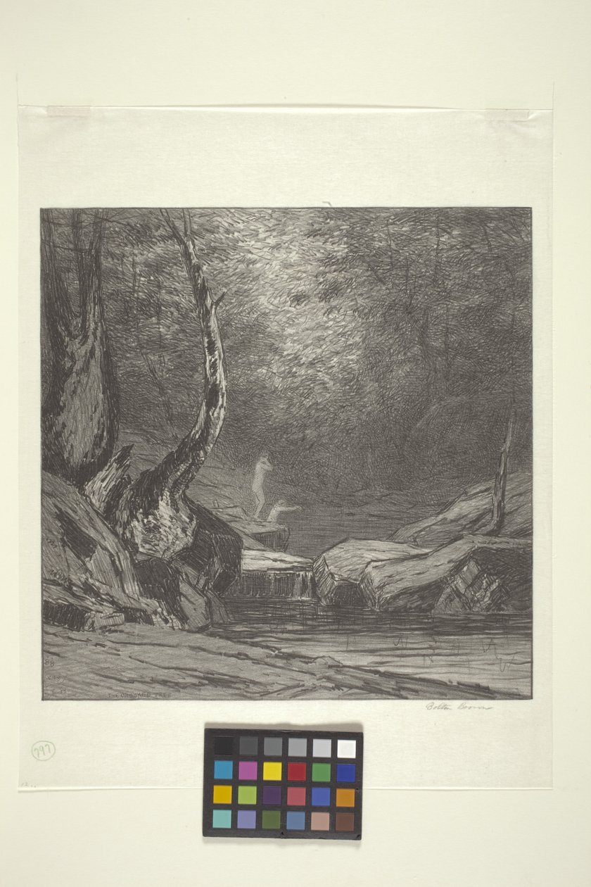 Crooked Tree (inkoust na papíře) od Bolton Coit Brown