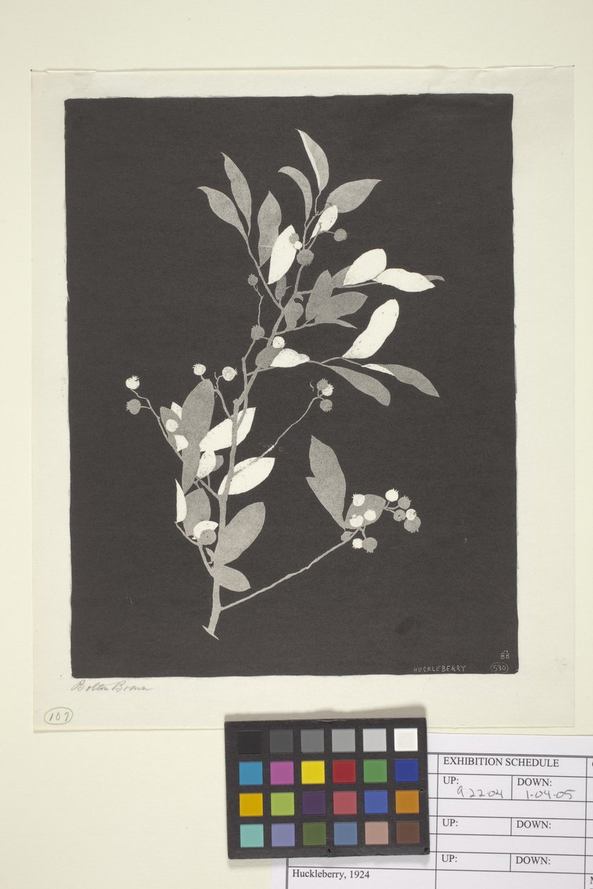 Huckleberry (inkoust na papíře) od Bolton Coit Brown