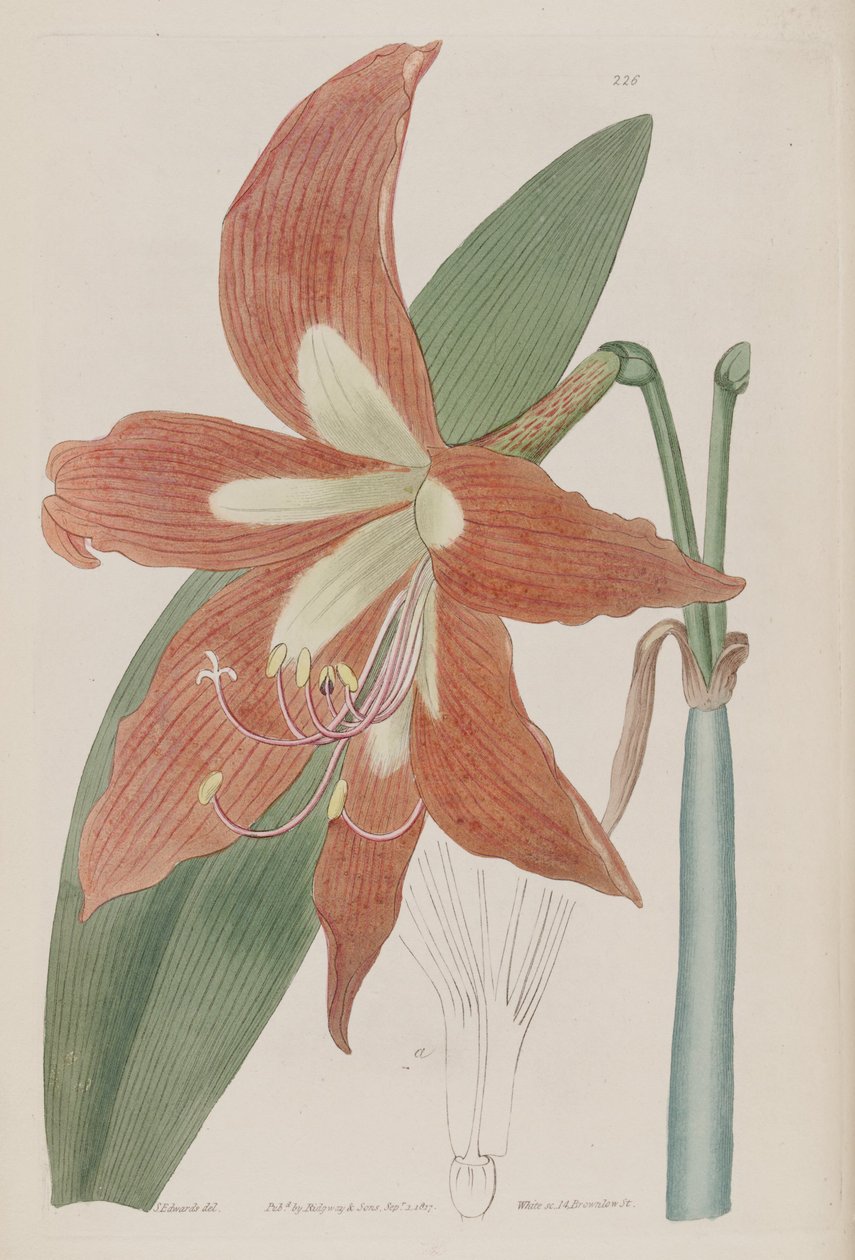 Hippeastrum striatum od Botanical Register