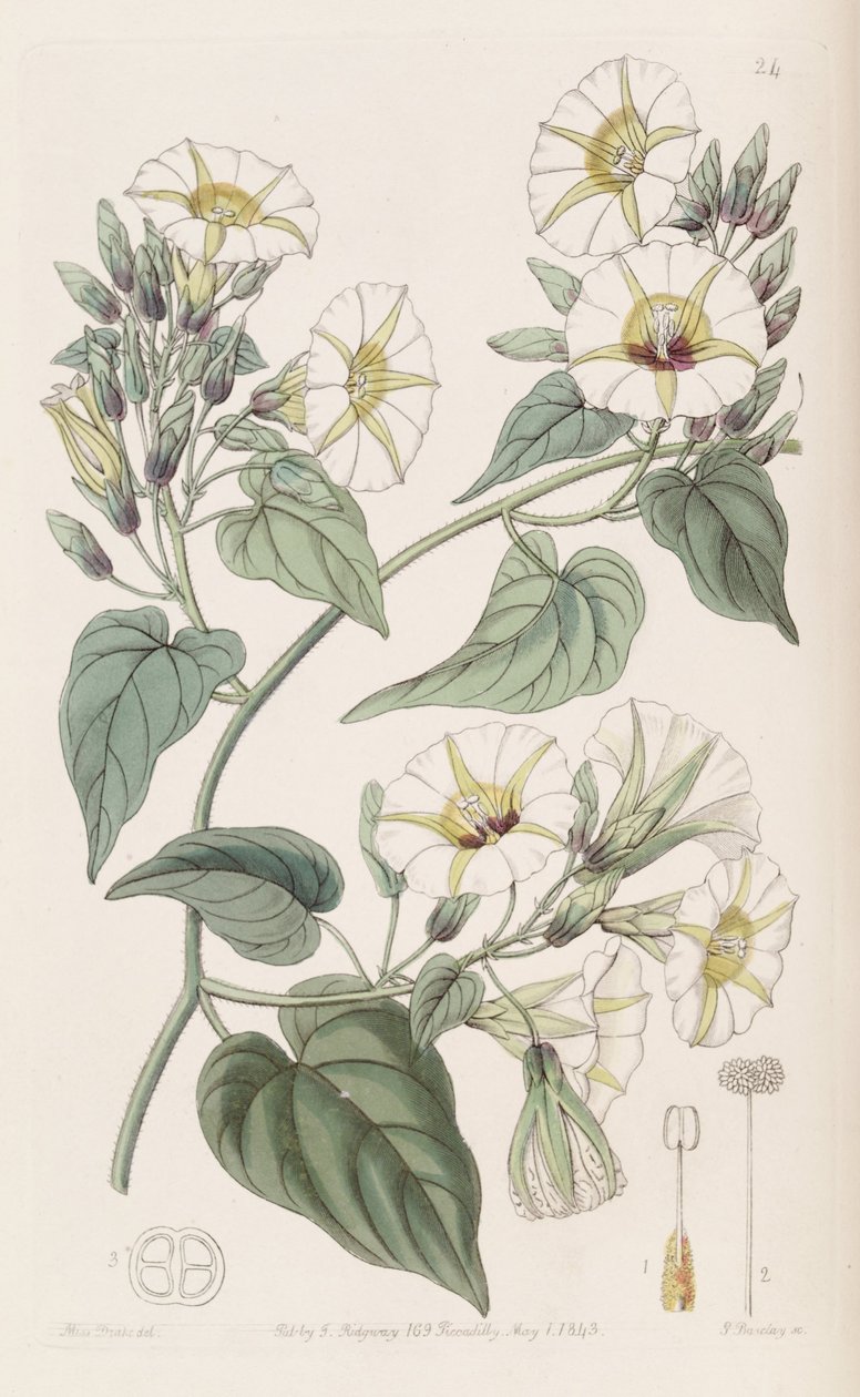 Merremia umbellata od Botanical Register