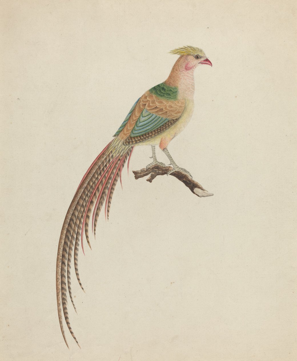Bažant zlatý (Chrysolophus pictus) od British 18th Century