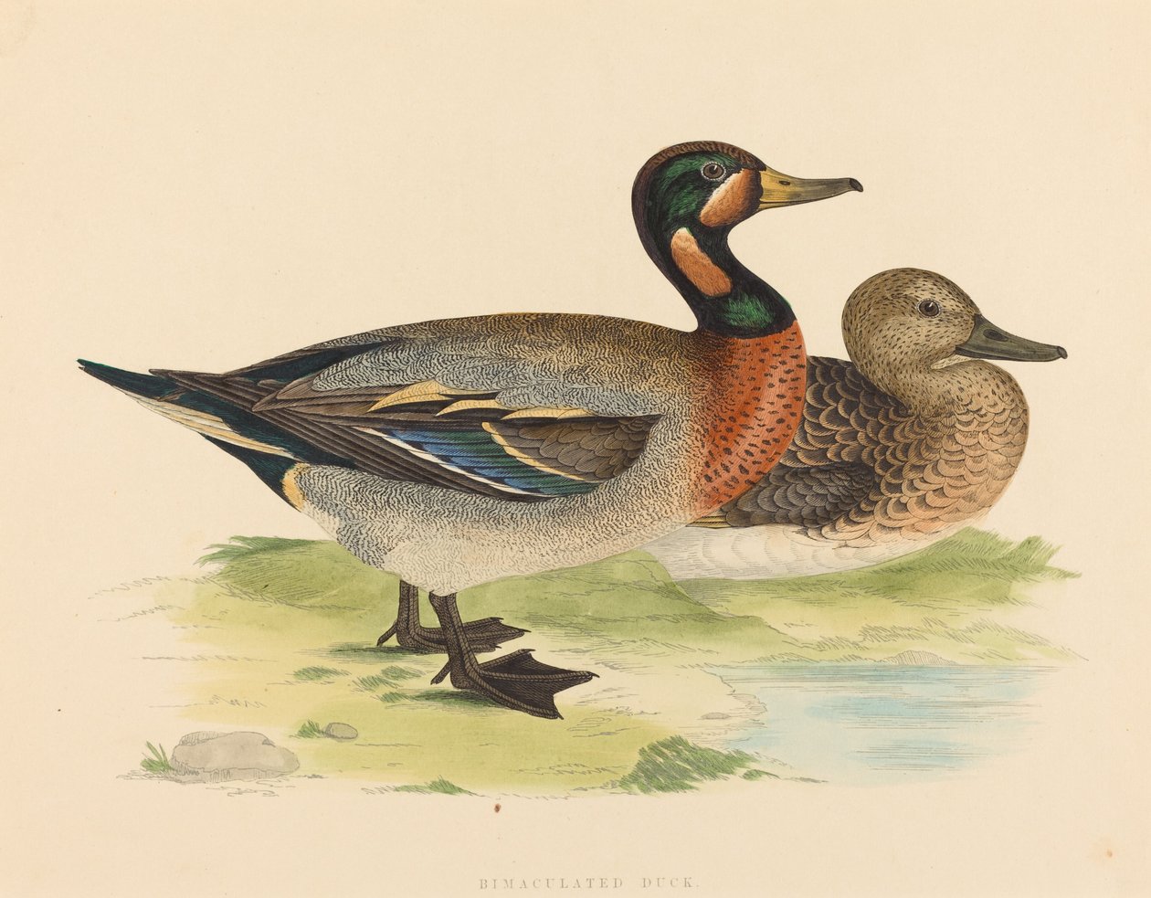 Bimaculate kachna od British 19th Century