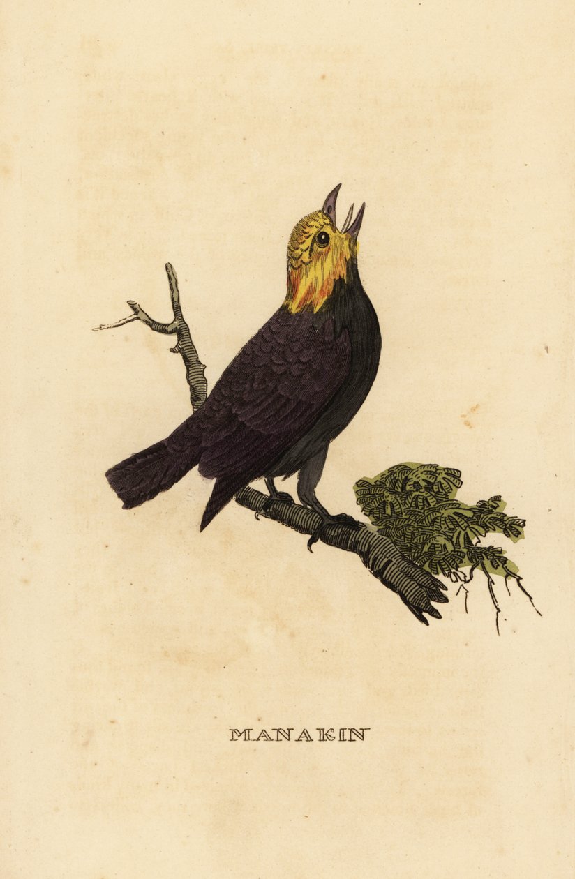 Manakin zlatohlavý, Ceratopipra erythrocephala od British School