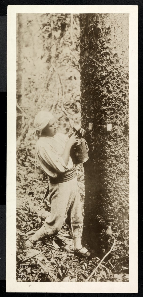 Pohled na muže sbírajícího gumu z gumovníku, pravděpodobně v Panamě při stavbě kanálu, 1913 (stříbrný želatinový tisk) od Byron Company