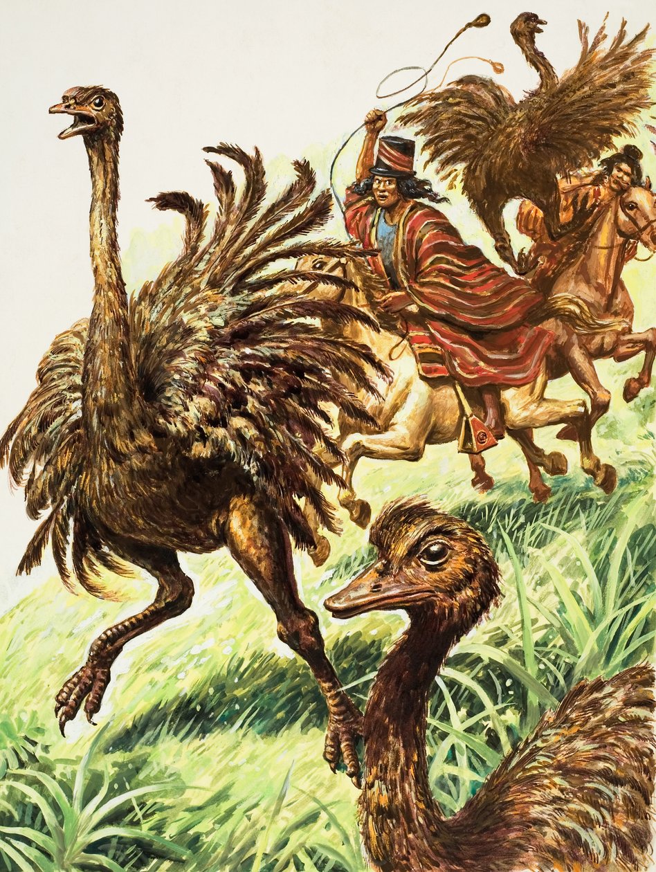 Rheas (kvaš na papíře) od C.L. Doughty